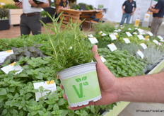 Bij Volmary veredelen ze veel kruiden. Ze hebben verschillende soorten voor verschillende landen en potmaten. Een nieuw product is Rosmarinua AbracMaxx, op de foto. "De focus van de veredeling is dat we meer meeldauwtolerante variëteiten hebben, vooral in Rosmarinus." Volmary veredelt al meer dan 15 jaar kruiden en heeft nu een groot assortiment, vooral in vegetatieve kruiden.  Een paar jaar geleden zijn ze begonnen met de biologische productie van kruiden met EU-biocertificering.